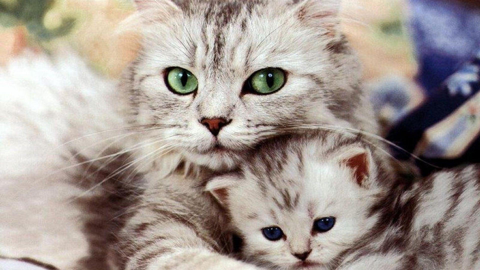 1920x1080 Beautiful Cat And Kitten Cats Hình nền HD miễn phí Hình nền HD