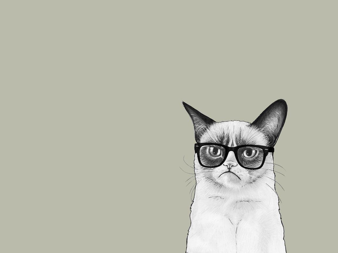 1152x864 angry cat, cat, sauce tartar, tardar sauce, cat