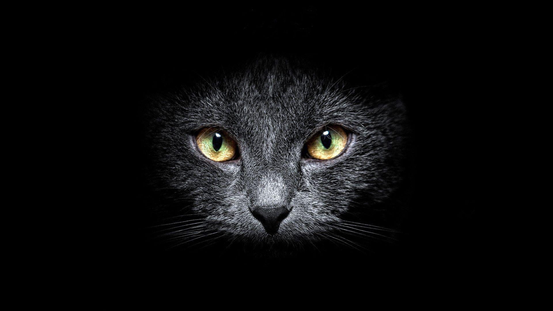 Black Cat Desktop Wallpapers Top Free Black Cat Desktop