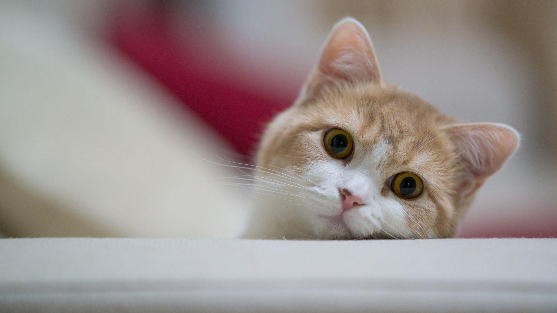 1920x1080 Cat HD Wallpaper 1080p