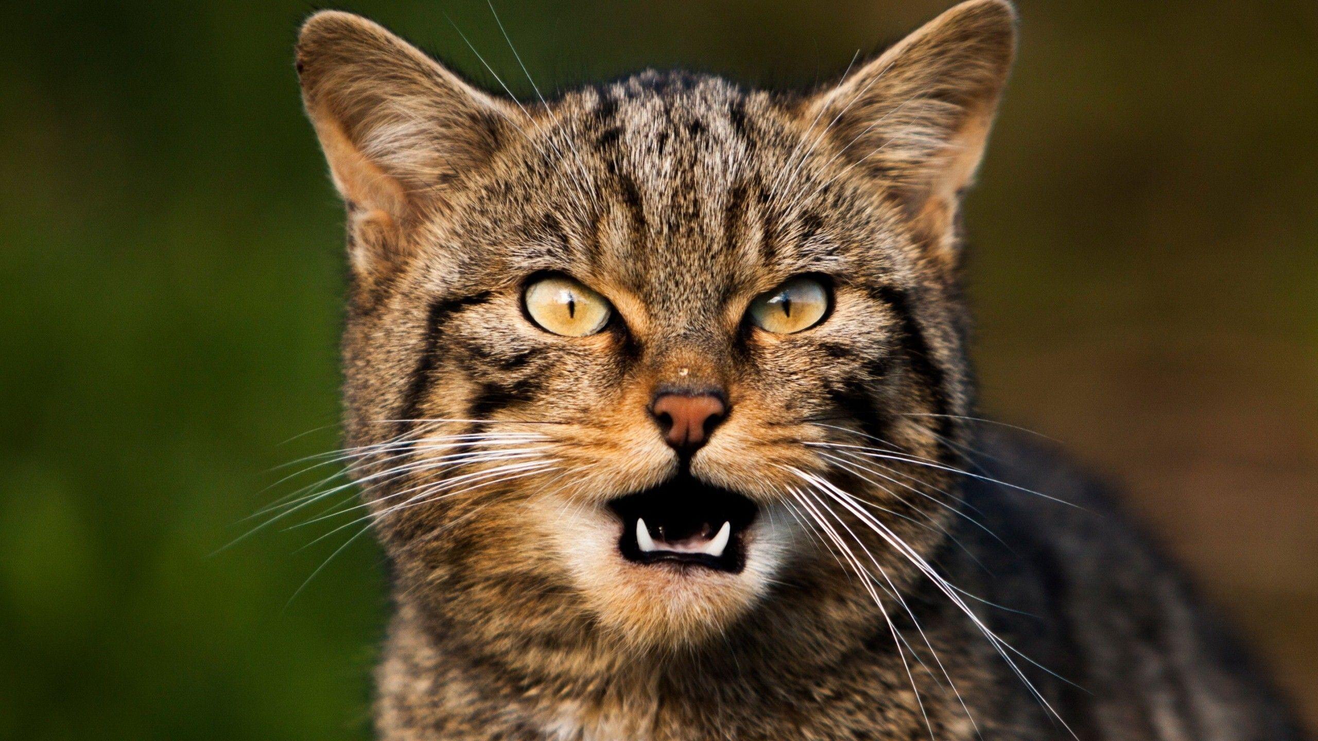 Angry Cat Desktop Wallpapers - Top Free Angry Cat Desktop Backgrounds