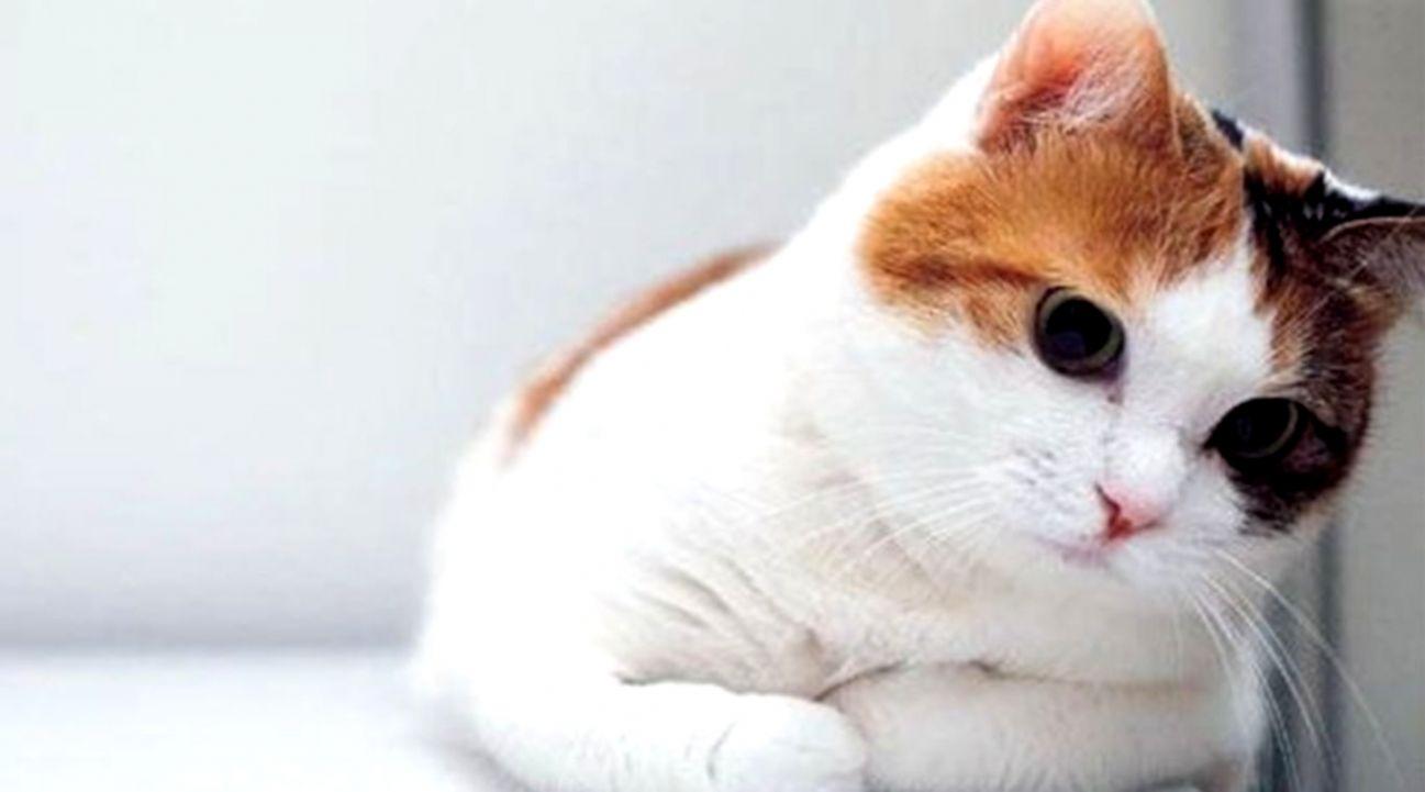 1297x721 Desktop Wallpaper Cute Cat