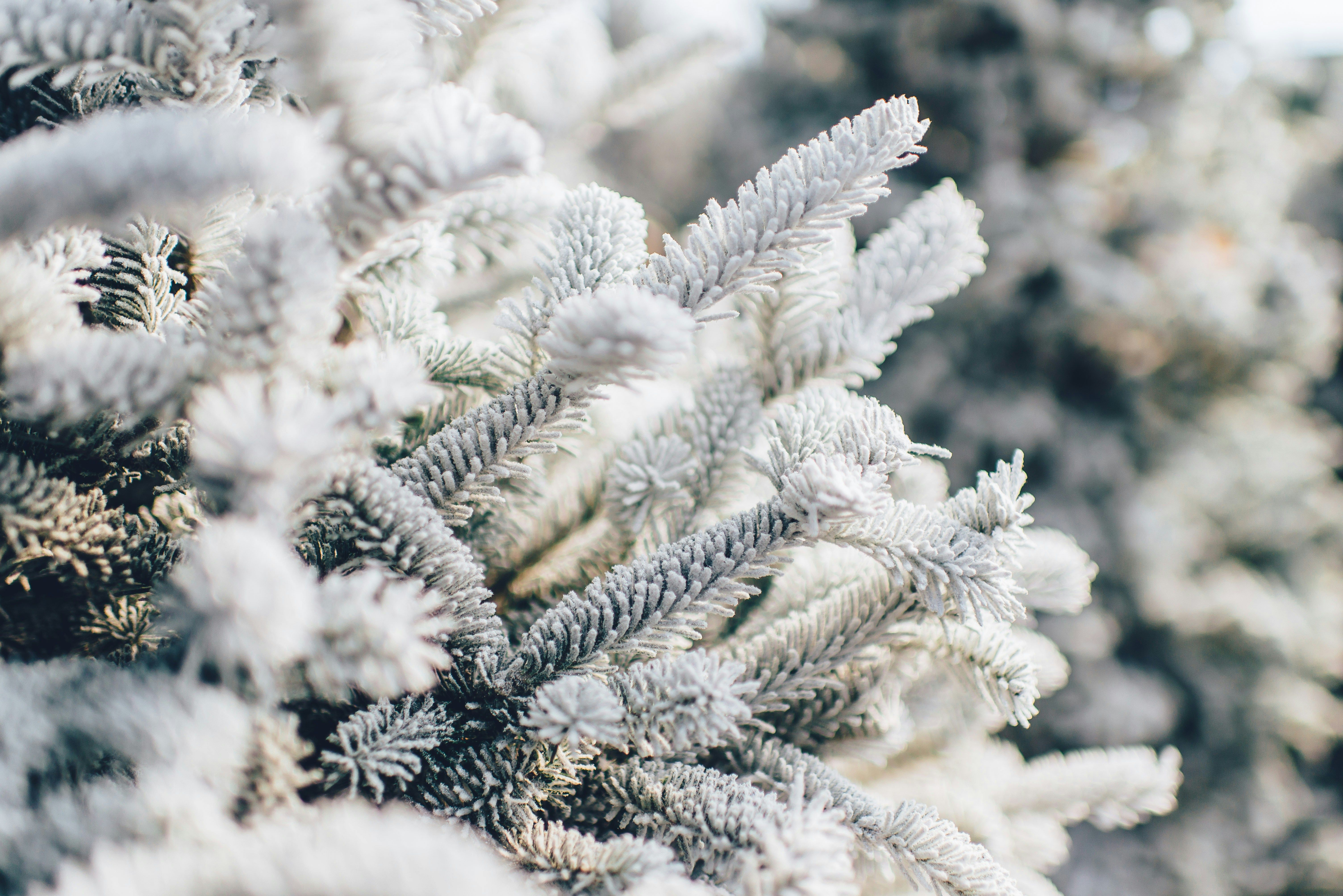 6016x4016 Winter Wallpaper: Free HD Download