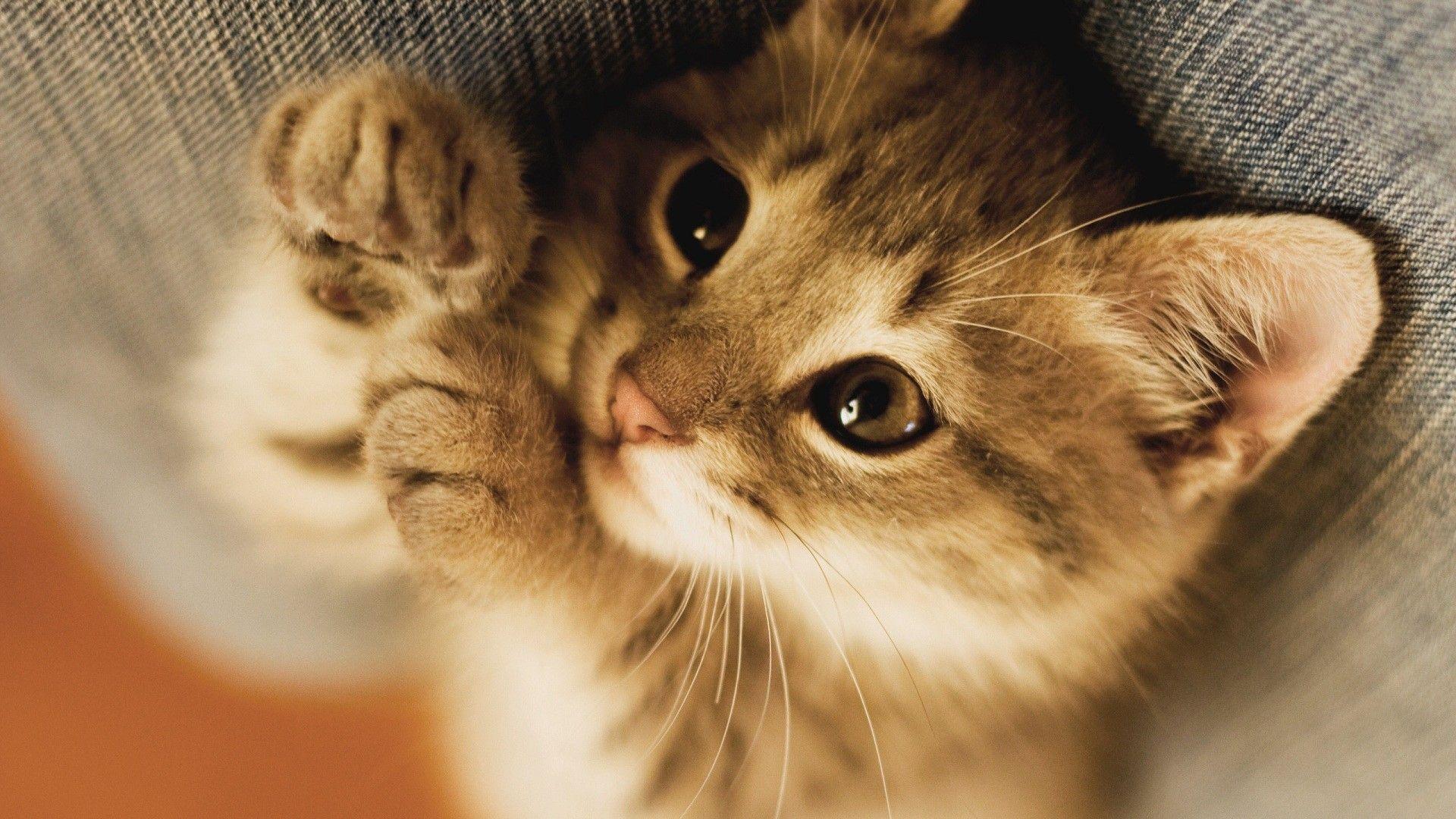 1920x1080 Cat Wallpaper