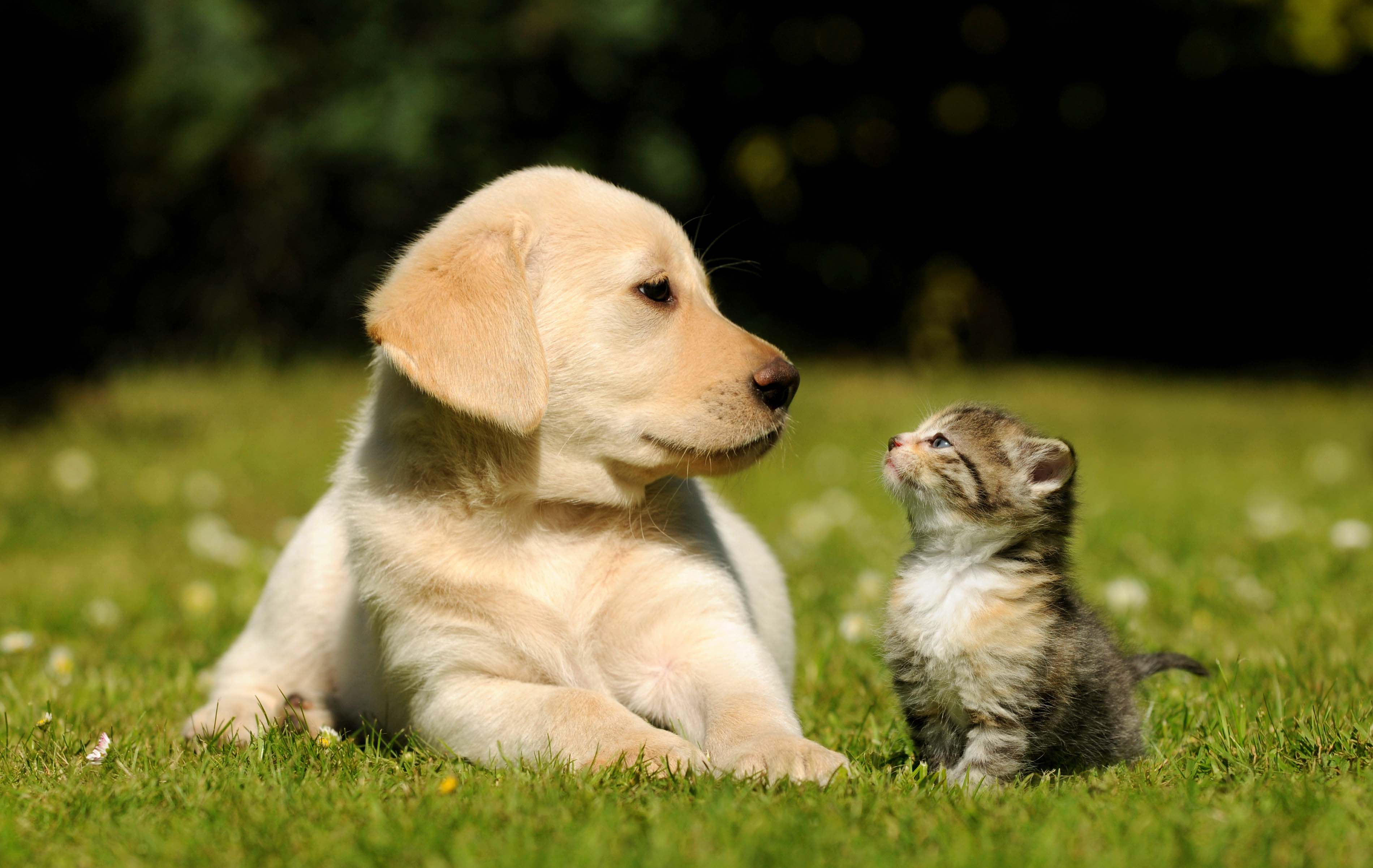 Cat and Dog Desktop Wallpapers - Top Free Cat and Dog Desktop Backgrounds - WallpaperAccess