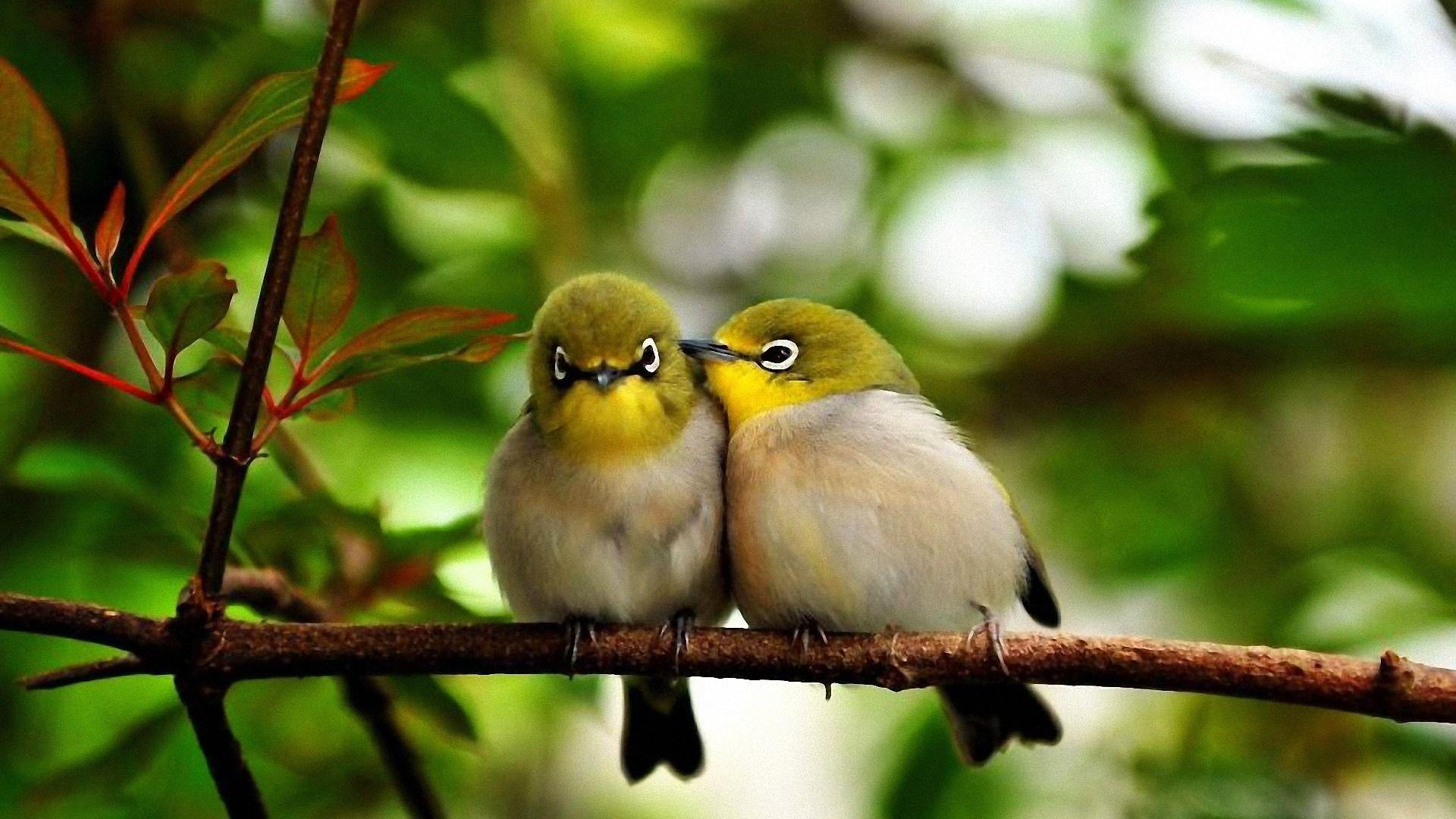HD Bird Wallpapers Top Free HD Bird Backgrounds WallpaperAccess