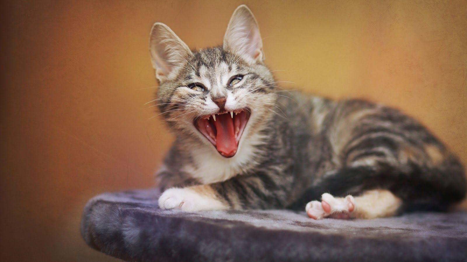 Angry Cat Desktop Wallpapers - Top Free Angry Cat Desktop Backgrounds