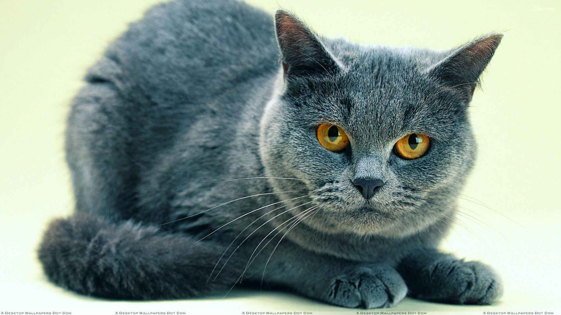 1920x1080 Black Angry Cat Closeup Picture Wallpaper