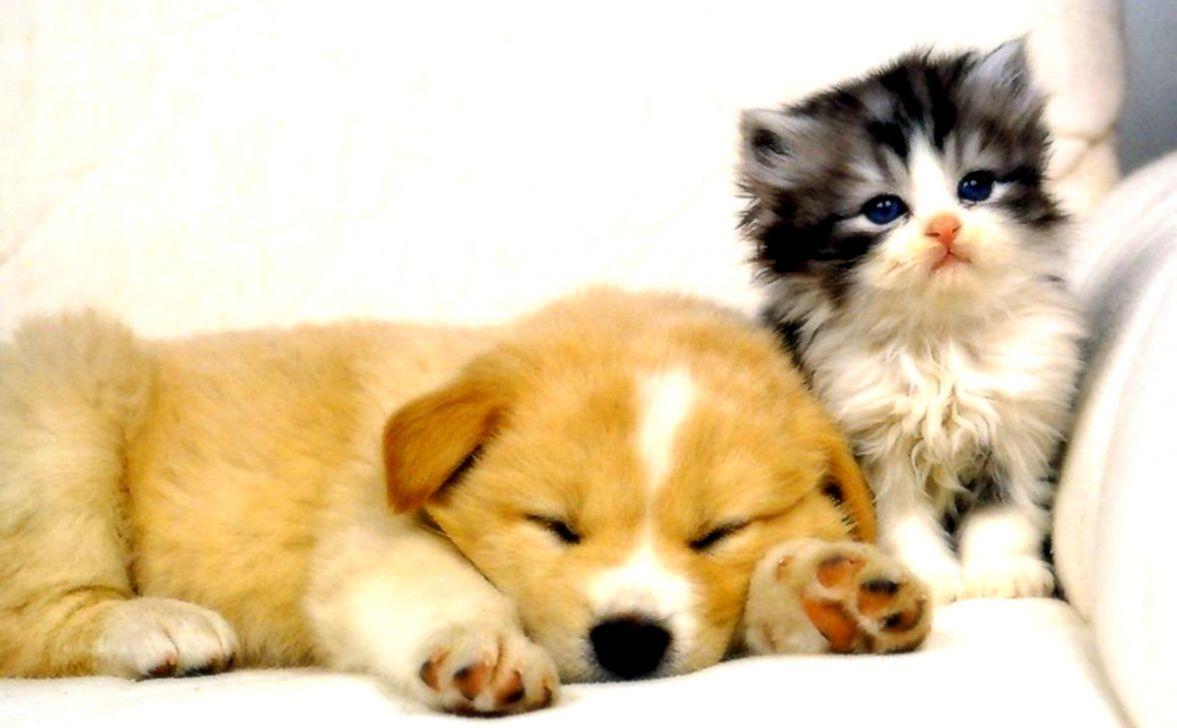 Cat and Dog Desktop Wallpapers Top Free Cat and Dog Desktop