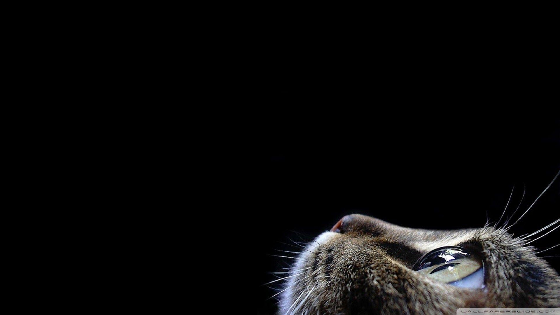 1920x1080 Cat Background Wallpaper