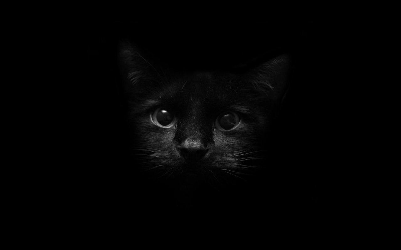 Cute Black Cat Desktop Wallpaper