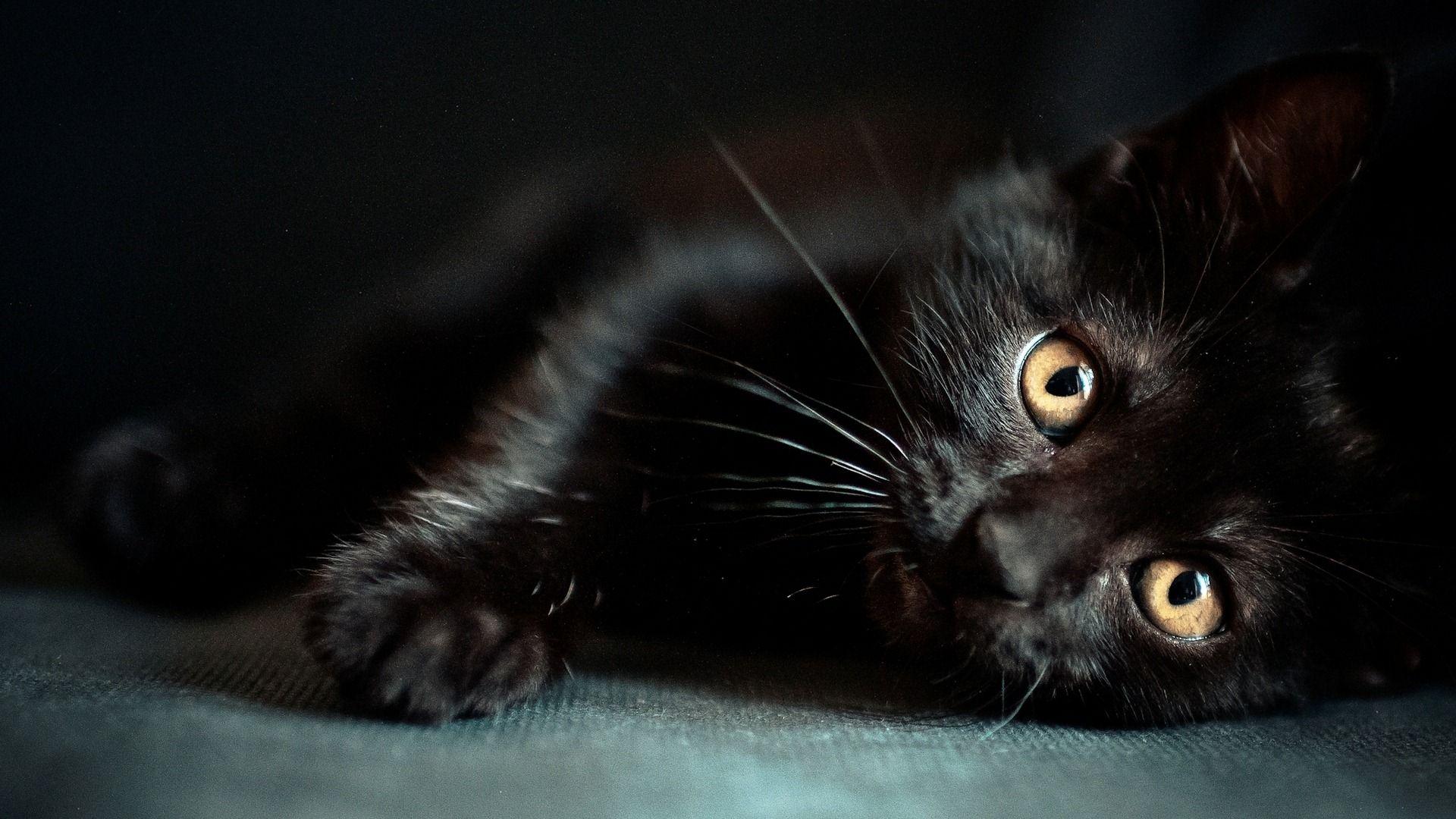 1920x1080 Cute Black Wallpaper