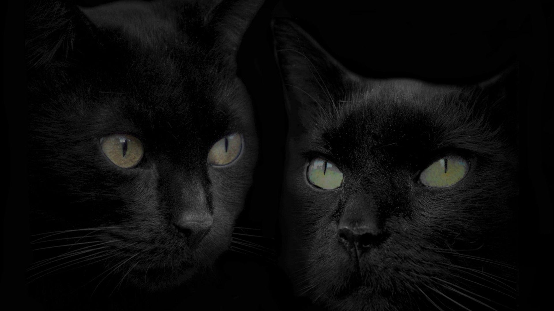 1920x1080 New Cats Wallpaper Download 79 Cute Cat Pics & HD Image Free