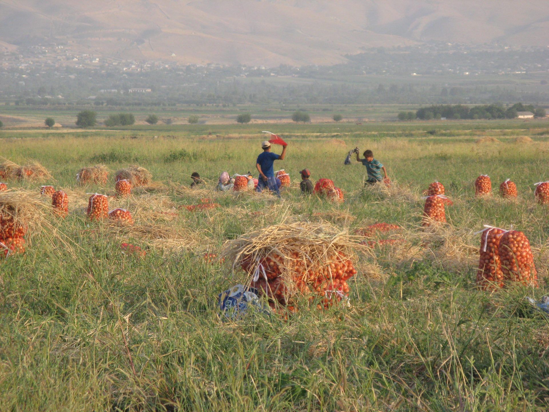 1920x1440 Agriculture in Central Asia: Unlocking