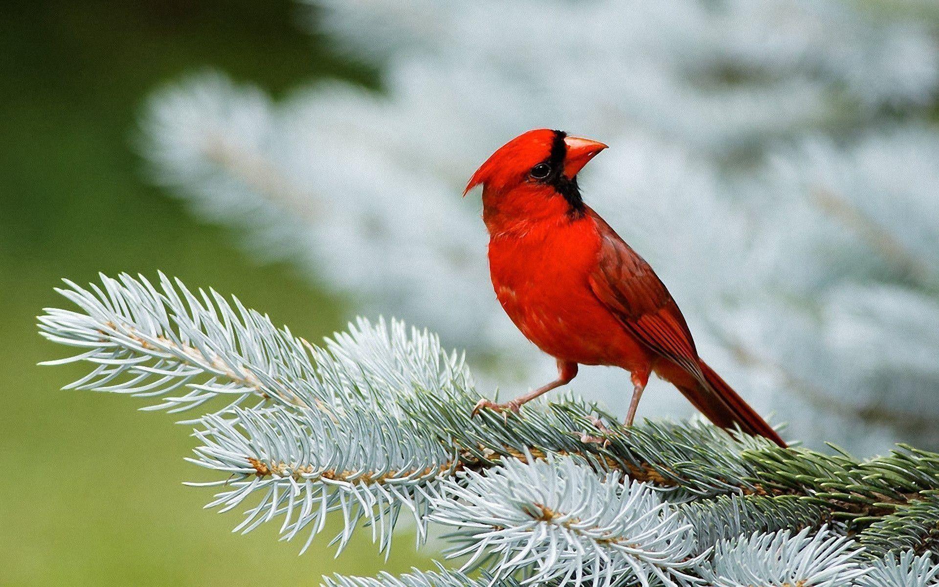 1920x1200 Red Bird Wallpaper