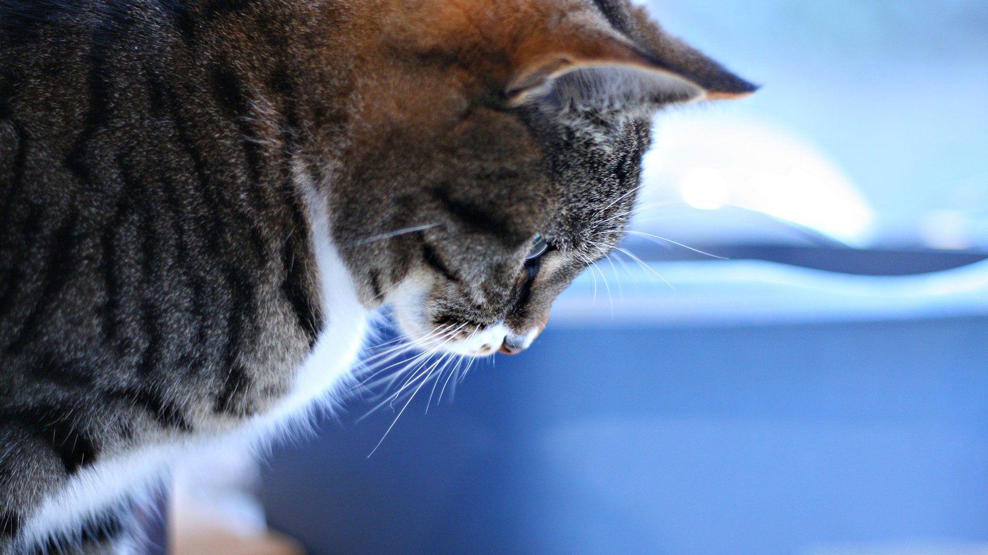 1920x1080 Free HD Cat Wallpaper
