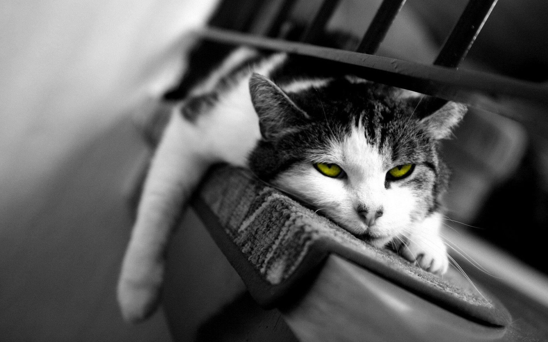 1920x1200 Black and White Lazy Cat Wallpaper HD Wallpaper