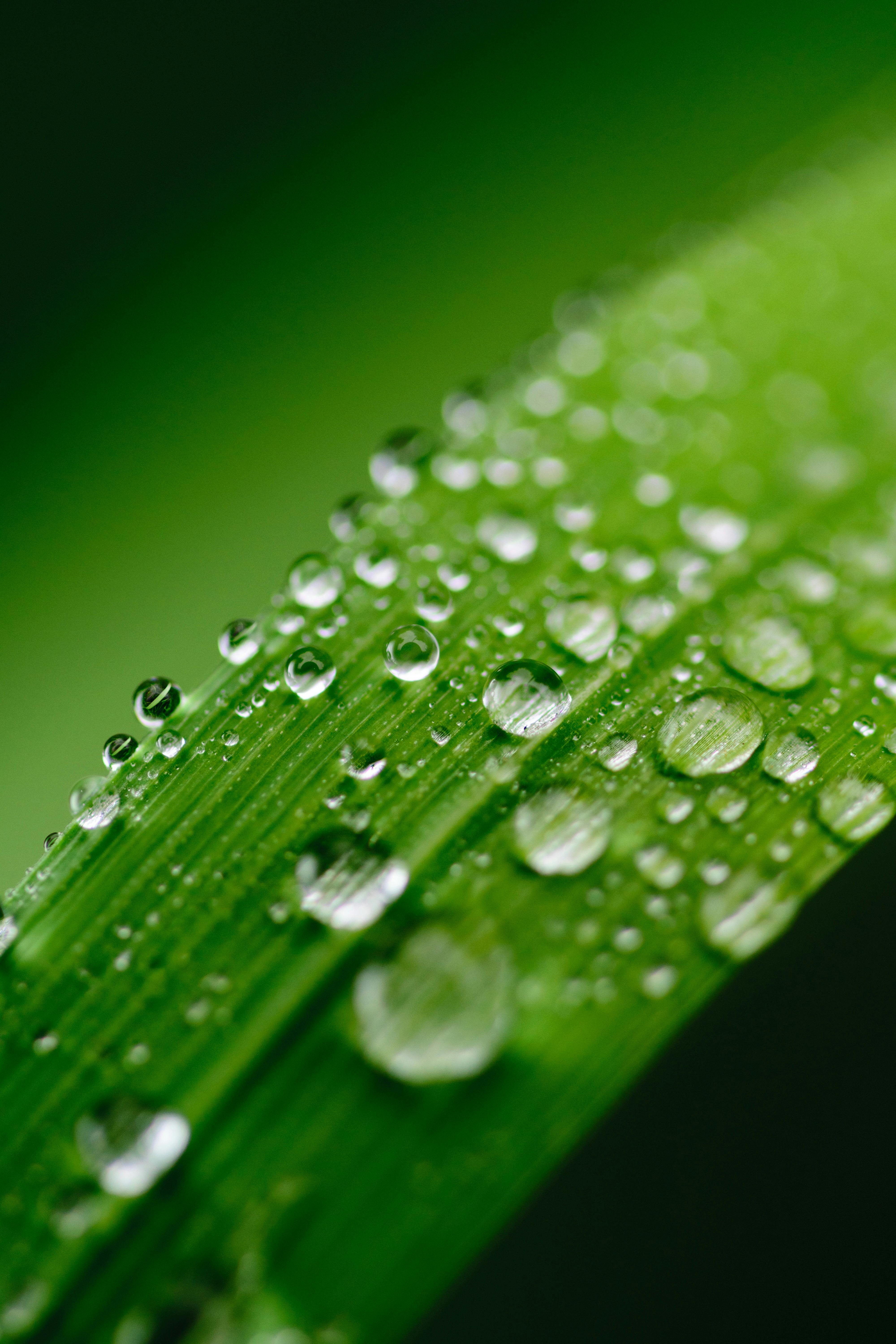 4000x6000 Green Wallpaper Photo, Download
