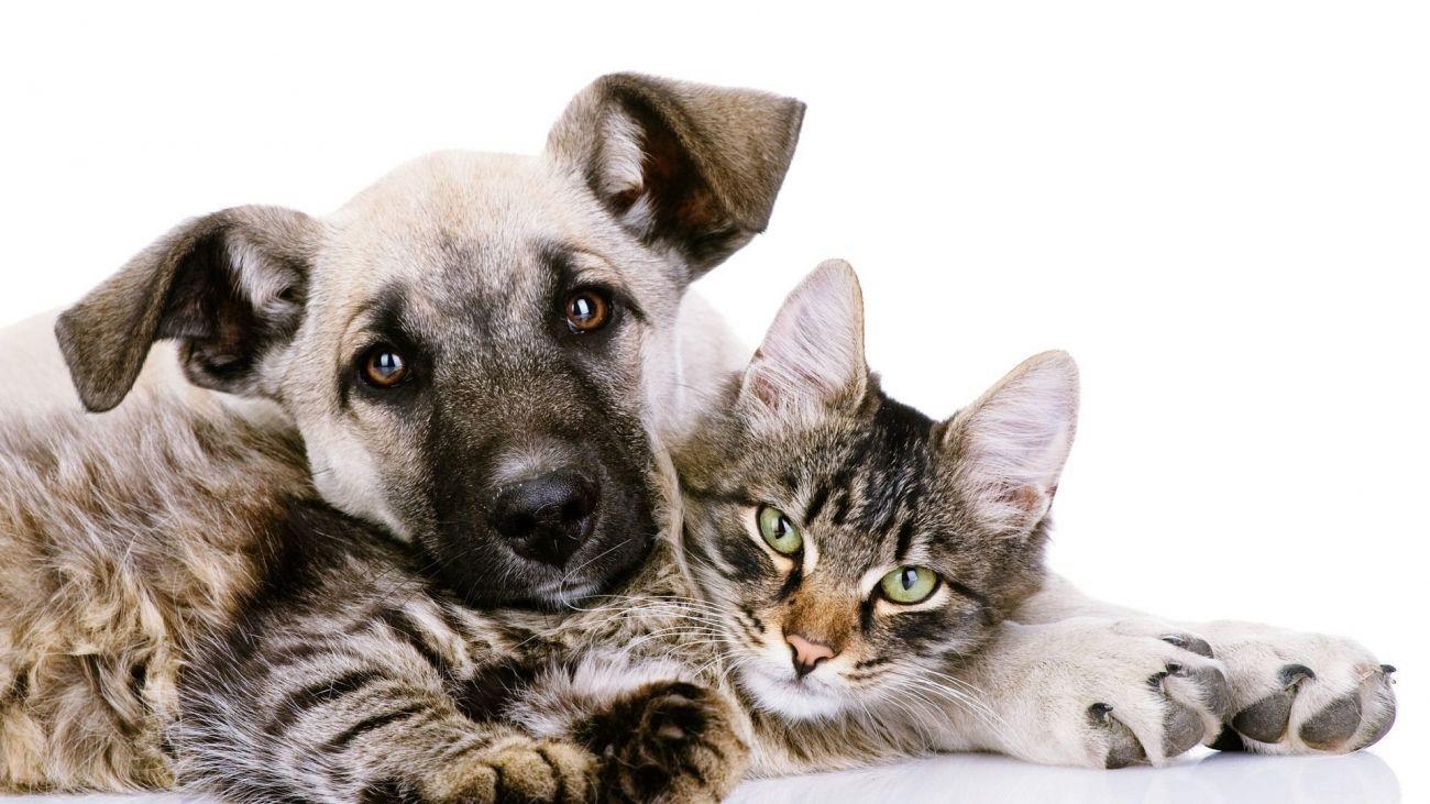 Cat and Dog Desktop Wallpapers - Top Free Cat and Dog Desktop Backgrounds -  WallpaperAccess