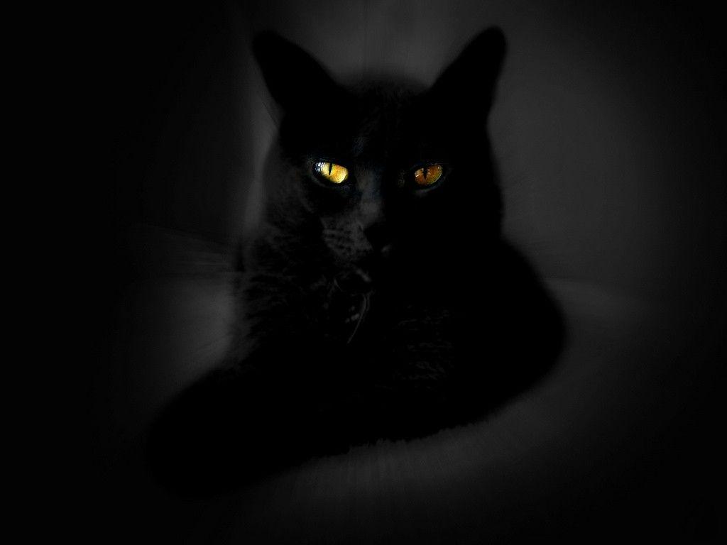 1024x768 Free download Cute Black Cat Wallpaper [1024x768]