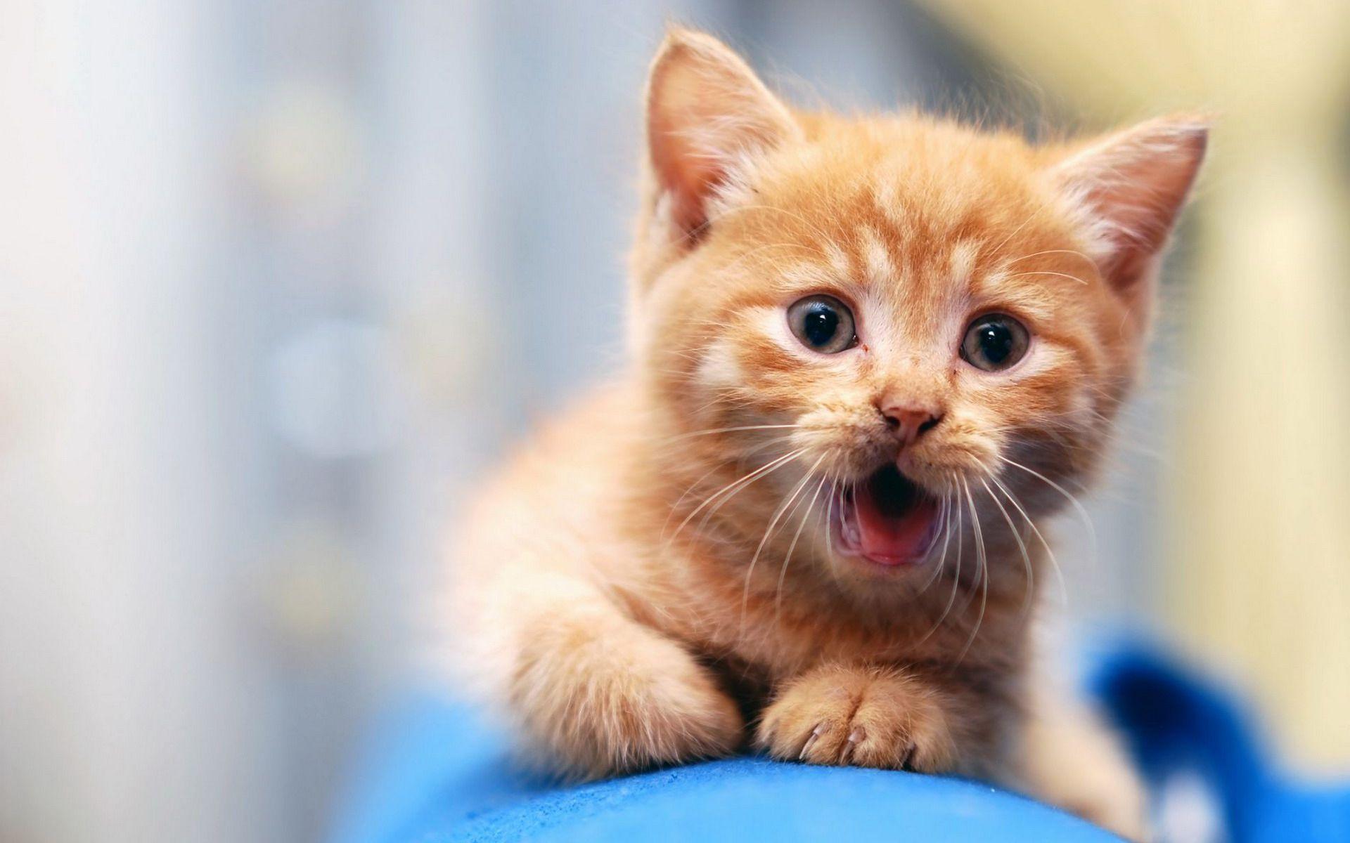 1920x1200 Cat Wallpaper