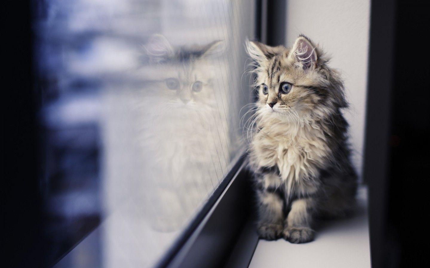 1440x900 Desktop wallpaper download HD cat 49633