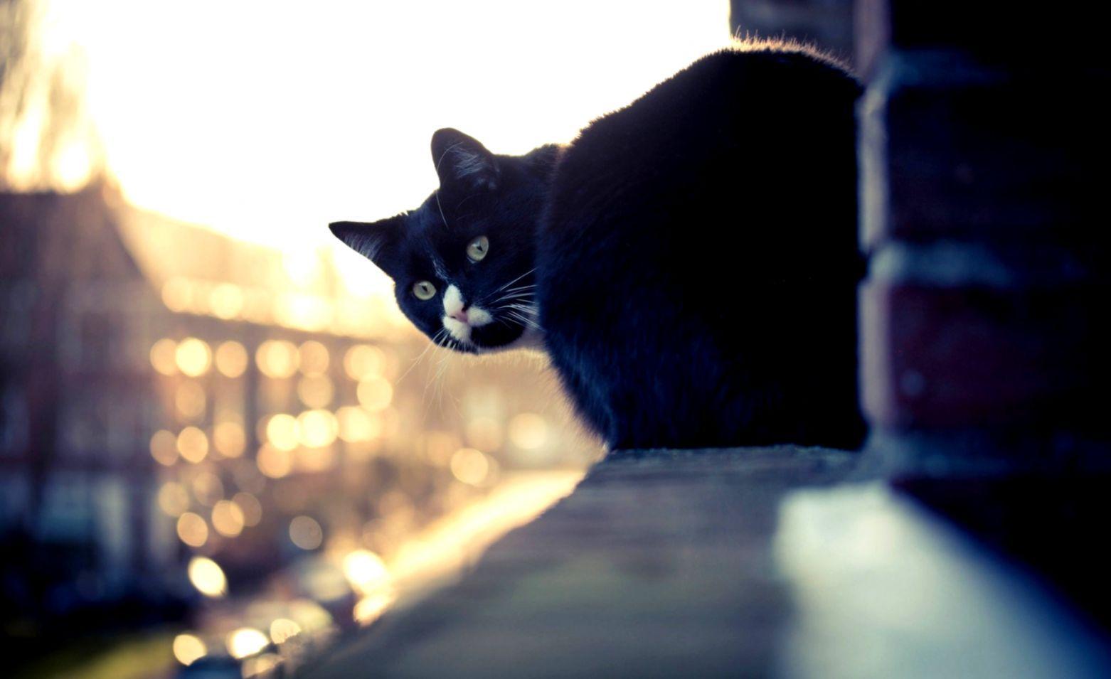 1562x955 Cat City HD Wallpaper