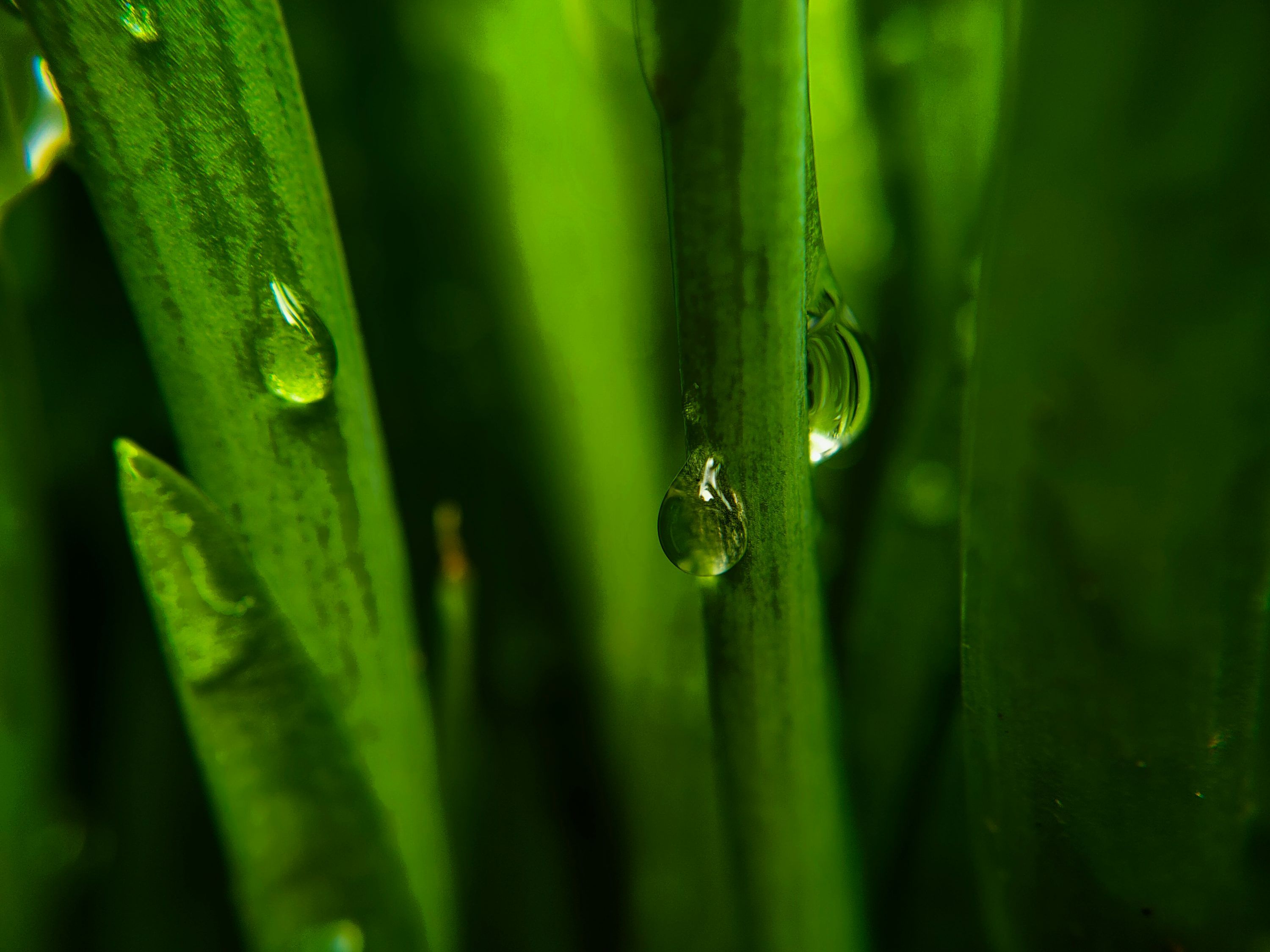 3000x2250 Green Aesthetic Picture