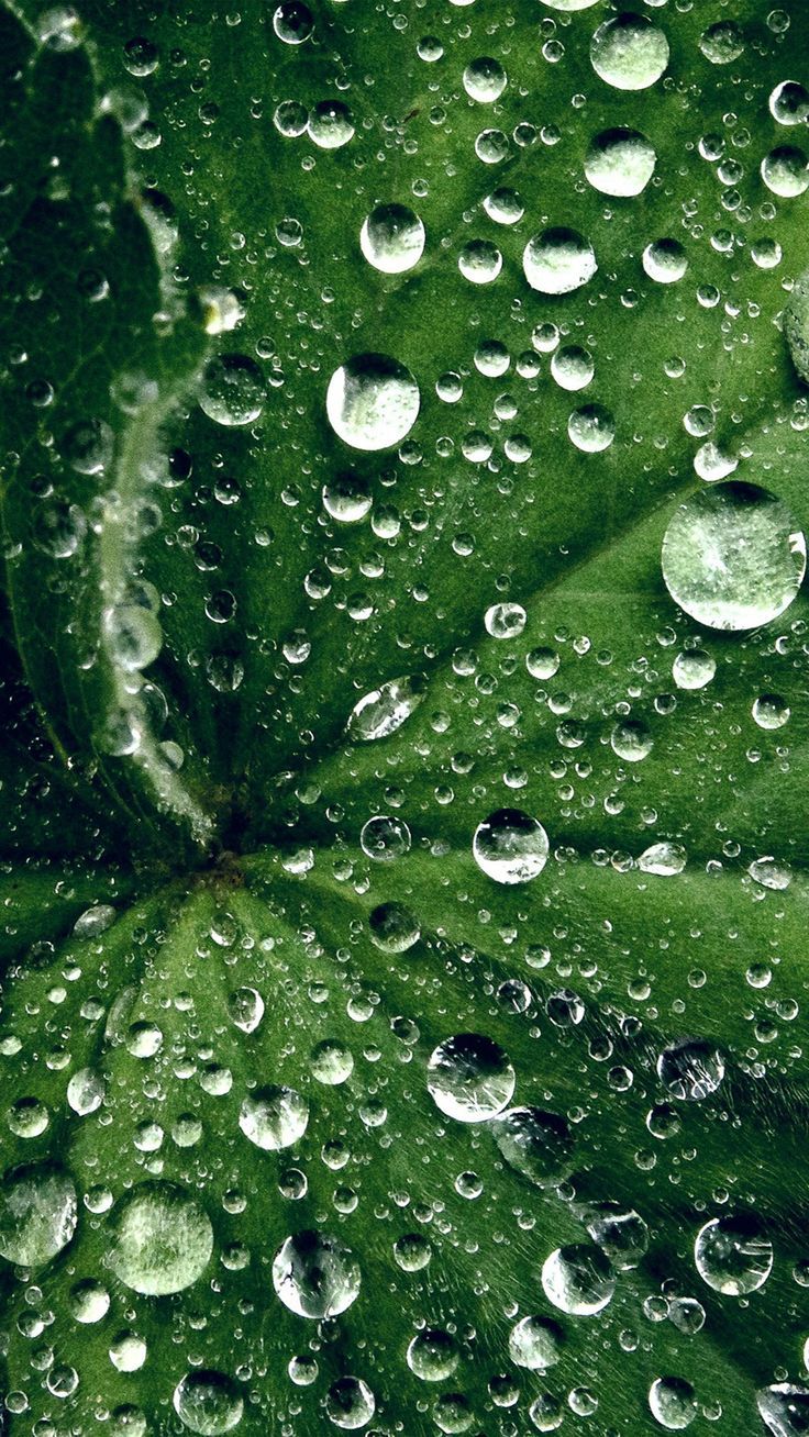 736x1308 Water Drop On Leaf Summer Green Live