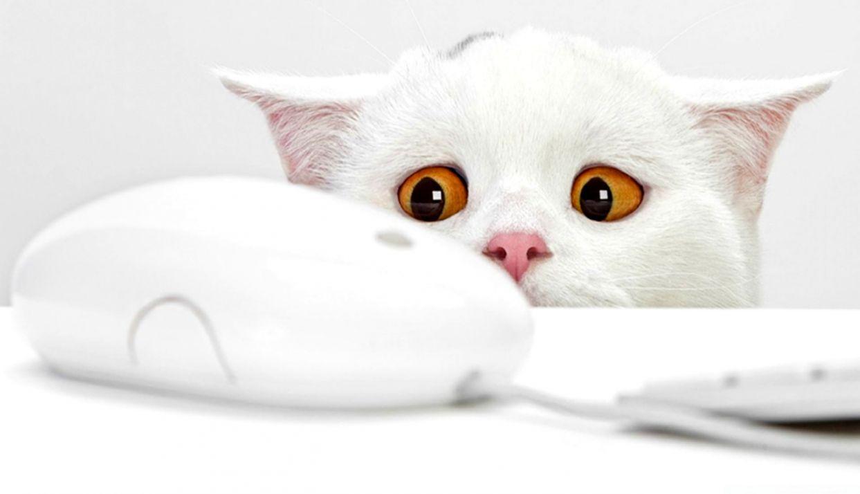 1243x714 Desktop Wallpaper Cute Cat