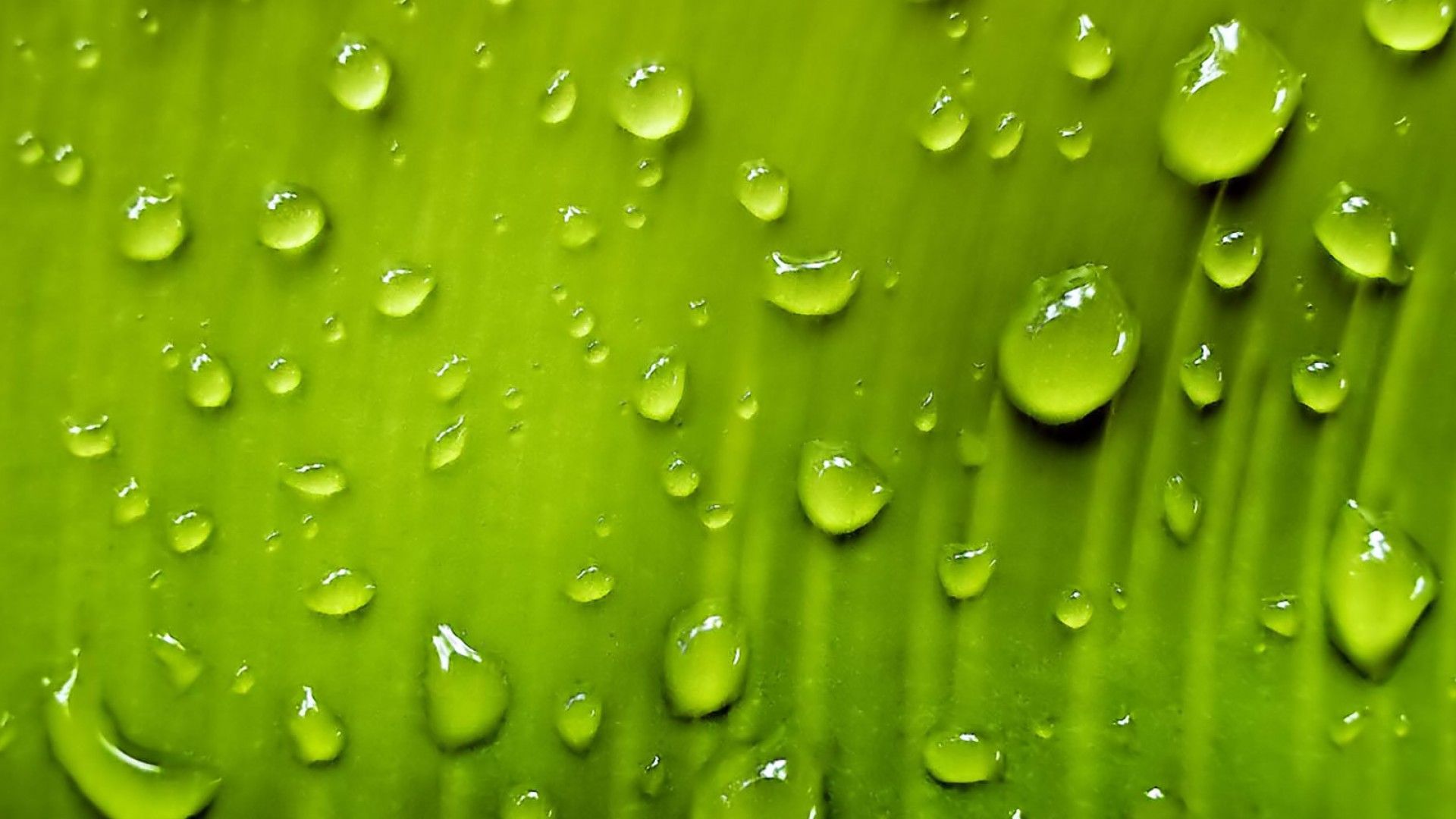 1920x1080 Download Nature Water Drop HD Wallpaper