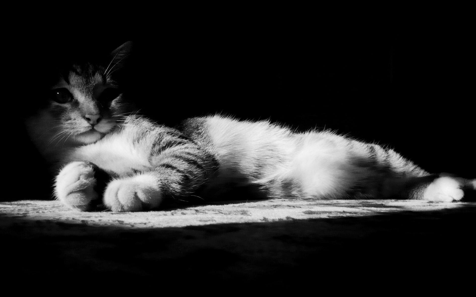 1920x1200 Black and White Kitten Wallpaper
