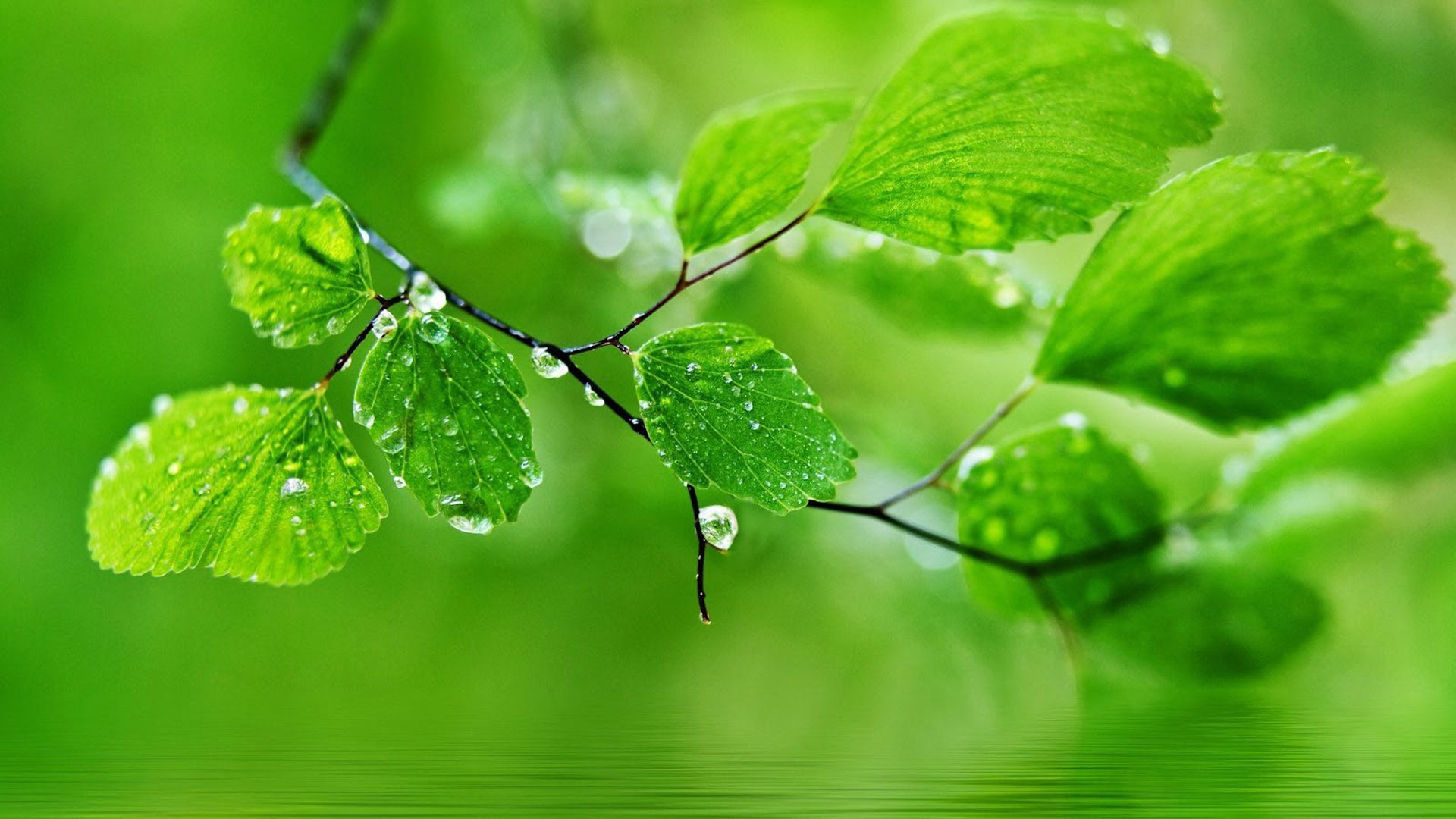 1920x1080 Beautiful Green Leaves With Water Drops