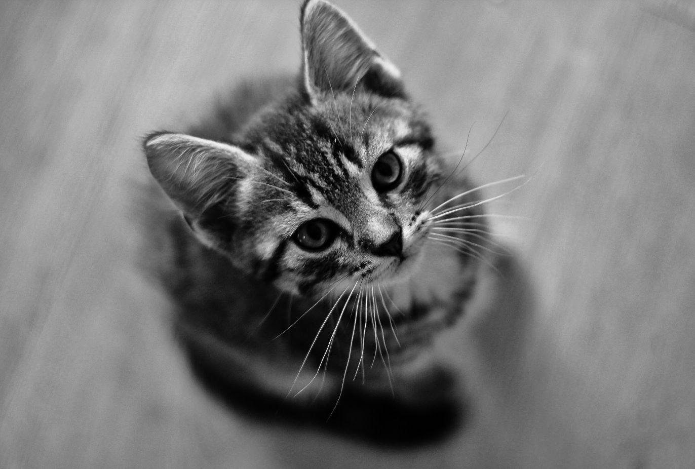 1372x926 Cat Wallpaper 086 Wallpaper HD Free Background