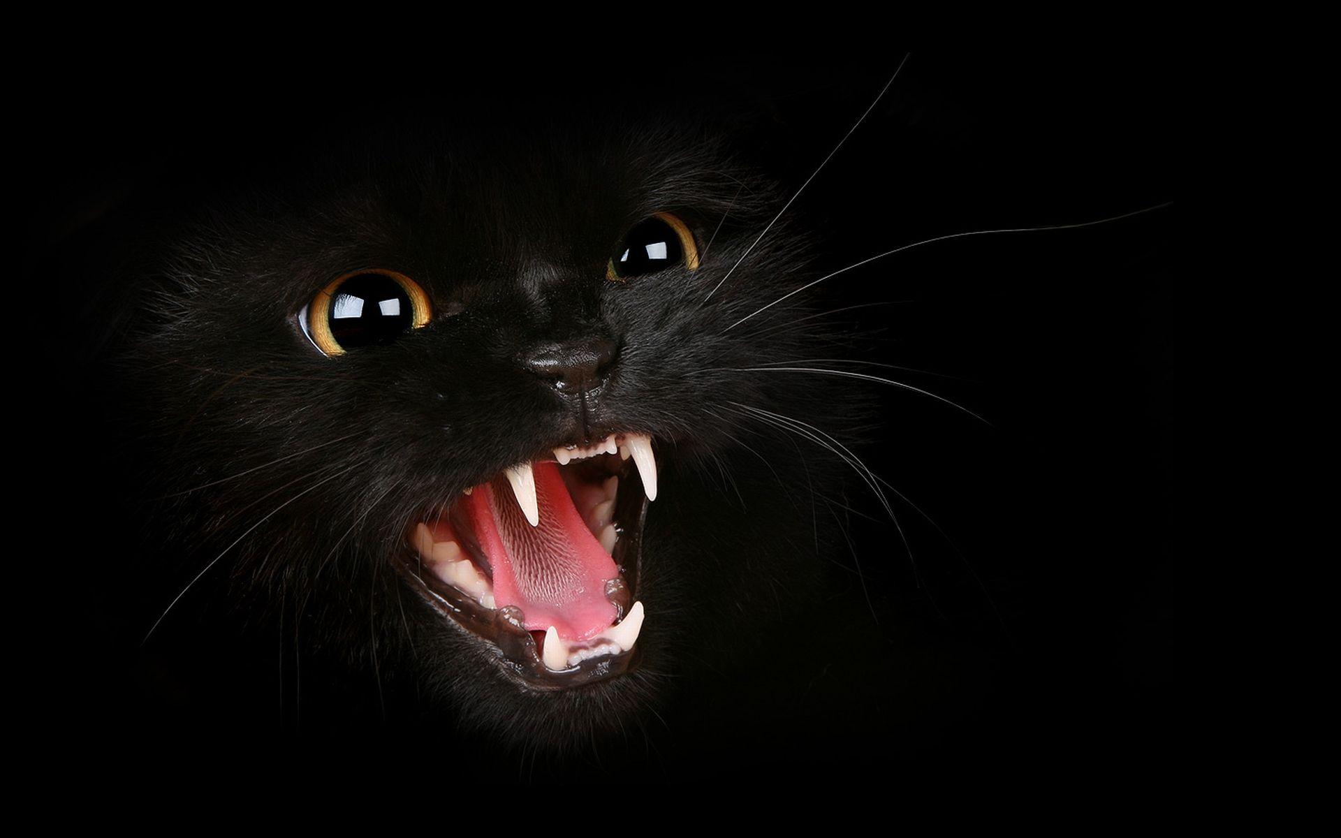 1920x1200 Black Cat HD