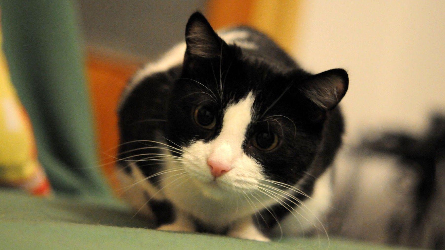 1805x1015 Black, And, White, Cat, Kittens, Puffy Cats, Widescreen