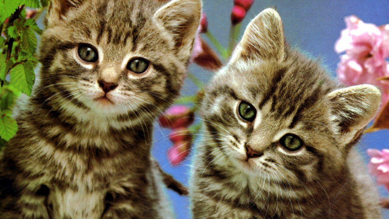 1280x720 Cat, Twins, HD Cat Wallpaper, Kittens, Puffy Cats, Baby