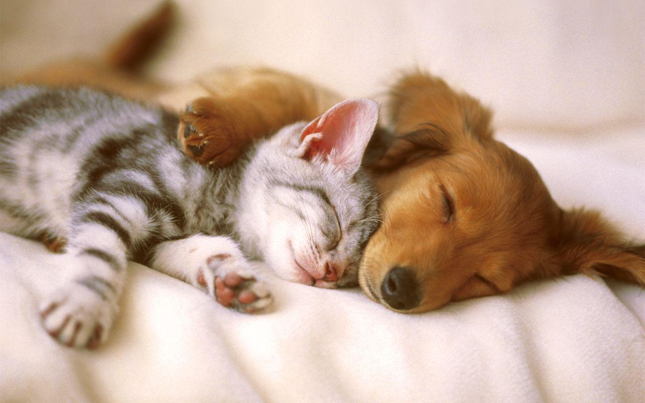 1280x800 1280x800 cat dog desktop wallpaper. cat dog