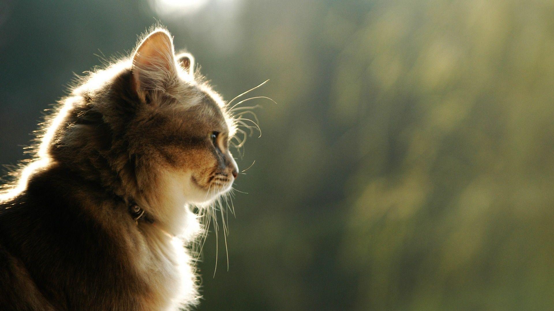 1920x1080 Cats Background. Beautiful Cats