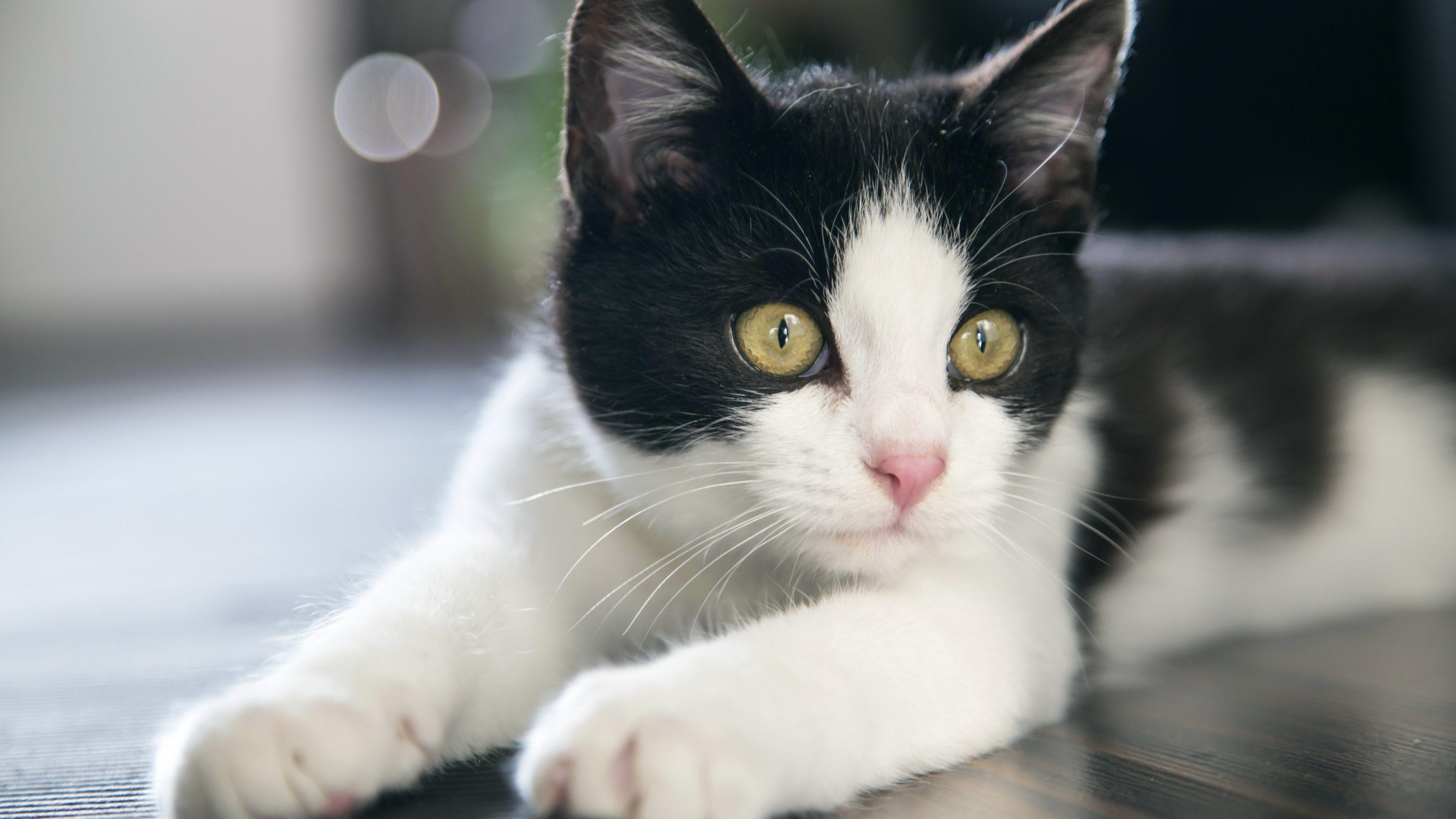 3840x2160 Download 3840x2160 Black & White Cat Close UP Wallpaper
