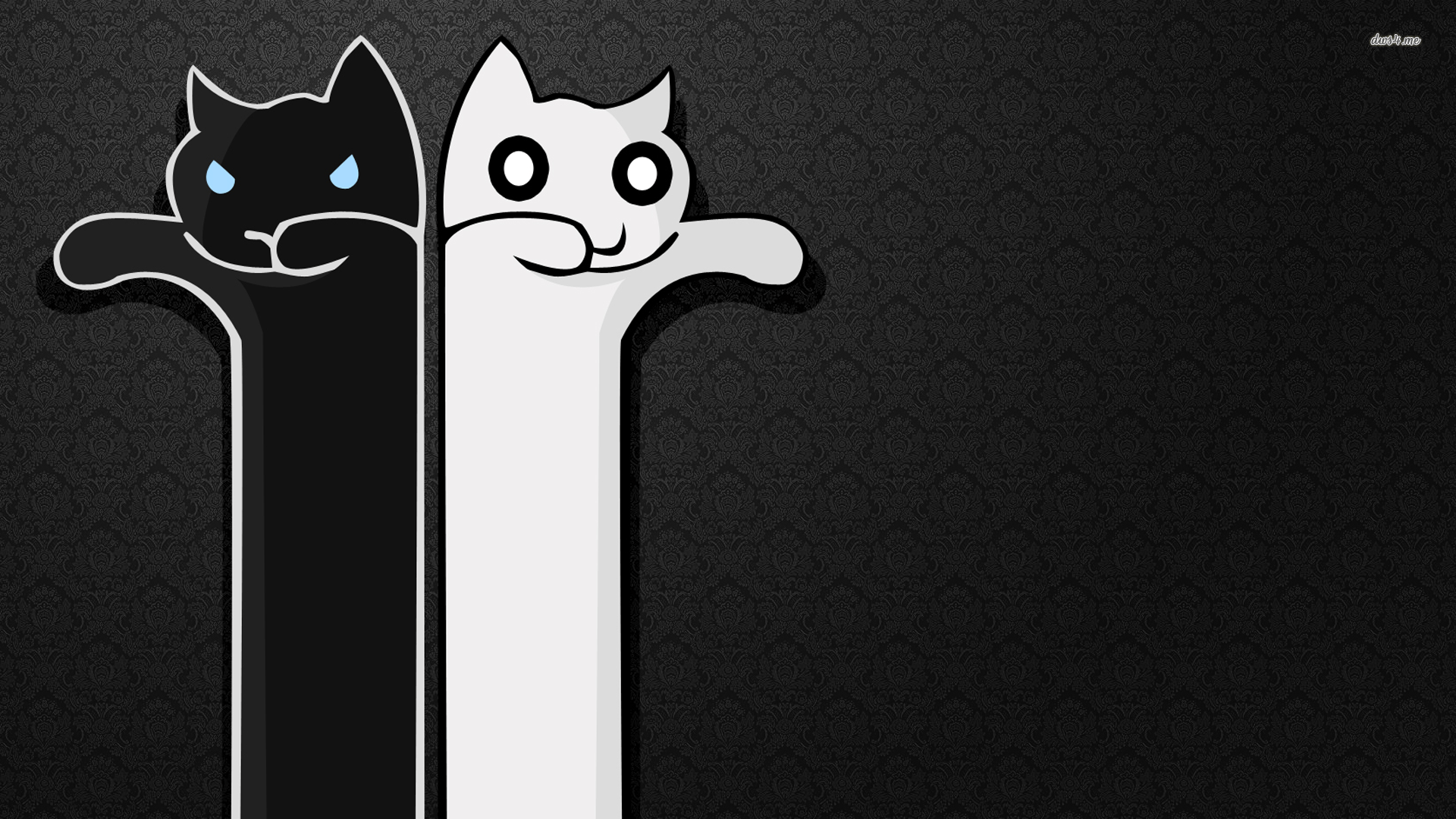 1920x1080 Black cat and white Longcats wallpaper wallpaper