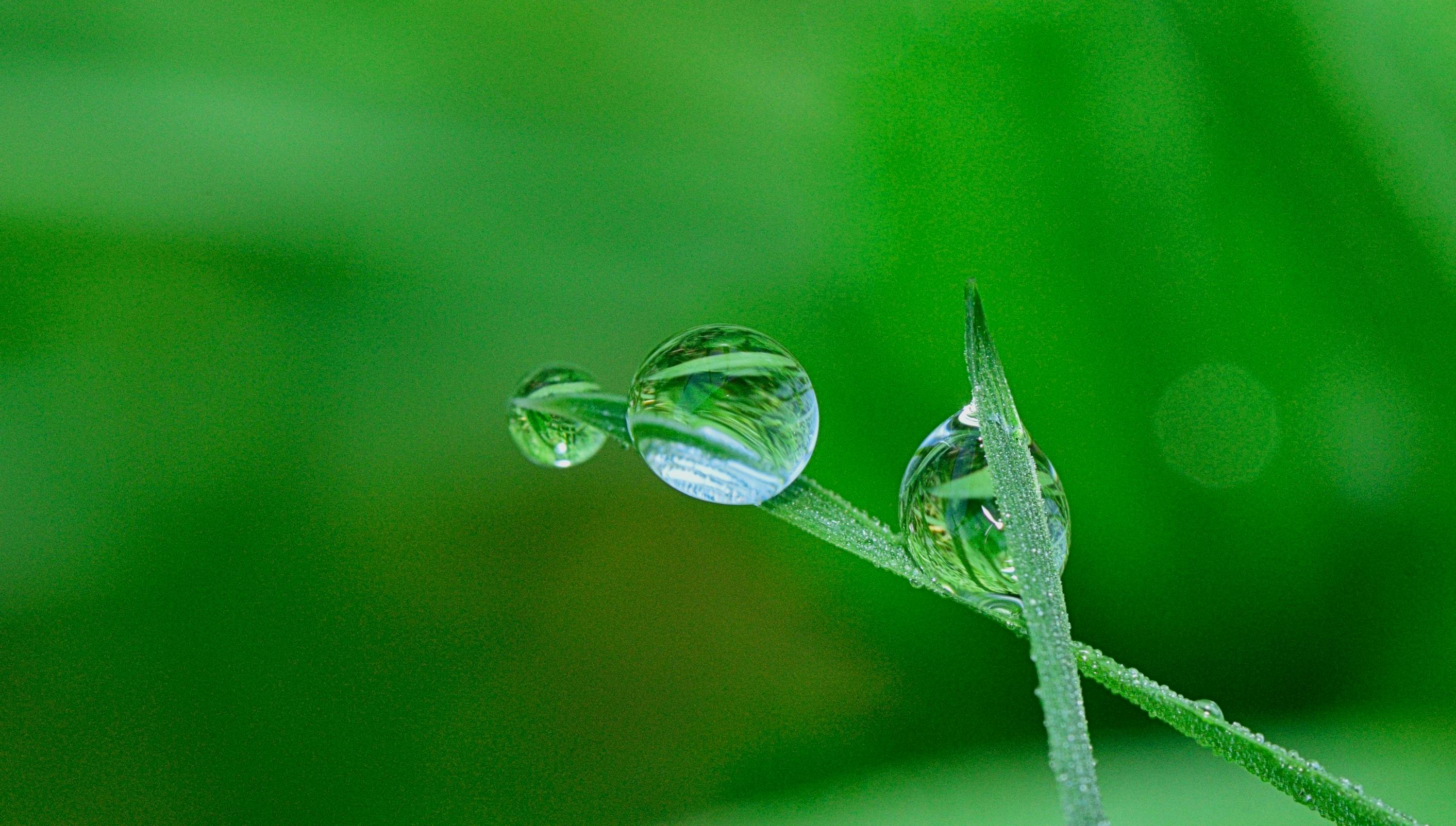 2825x1604 Green Nature Photo, Download The BEST
