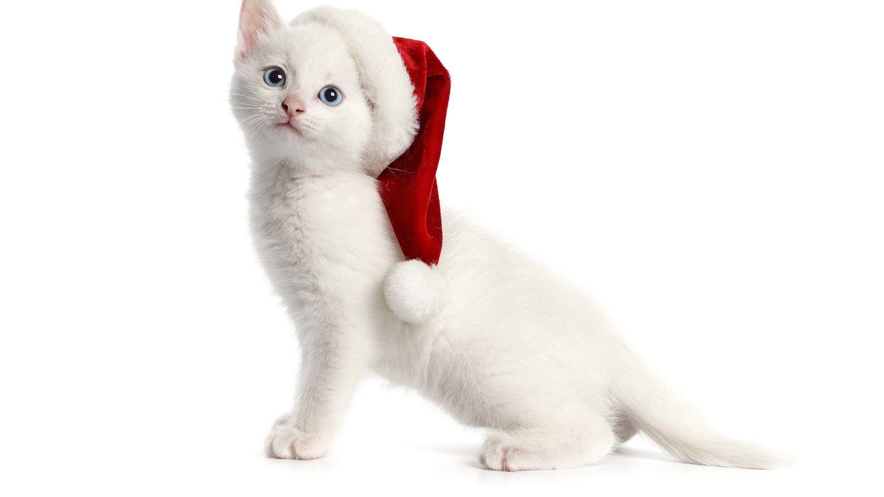 1805x1015 White, Santa, Cat, HD Cat Wallpaper, Kittens, Puffy Cats