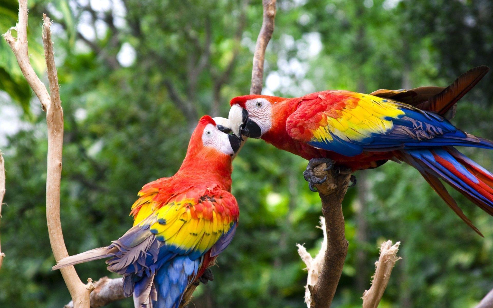 1920x1200 Cute Love Bird Colorful Parrot HD Wallpaper Download