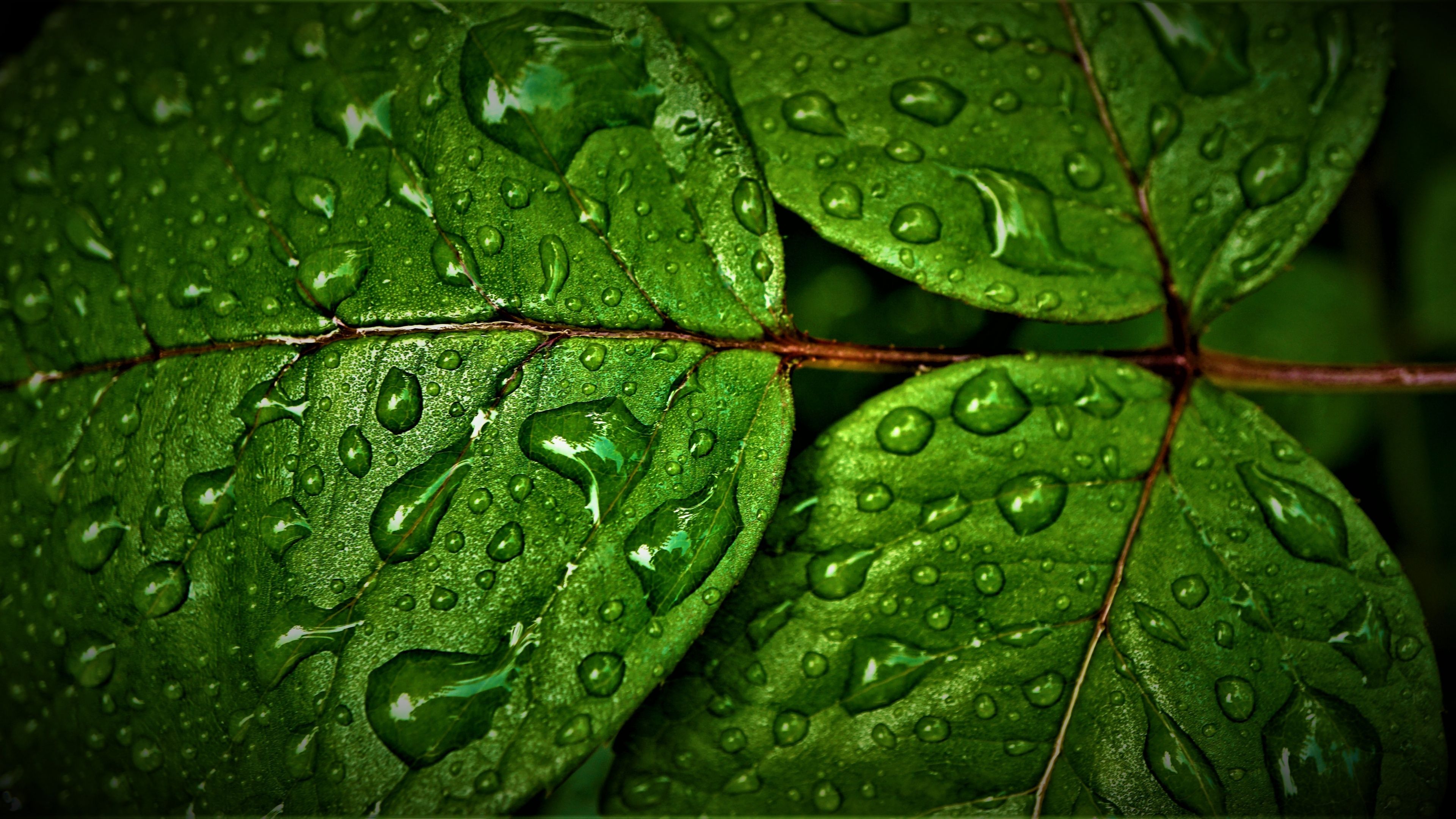 3840x2160 Green leaves Wallpaper 4K, Wet, Rain
