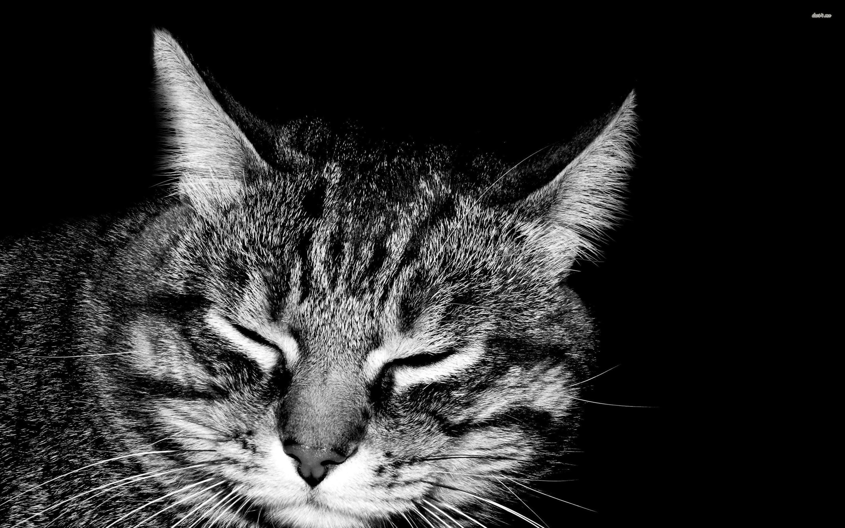 2880x1800 Black and white picture of a cat wallpaper