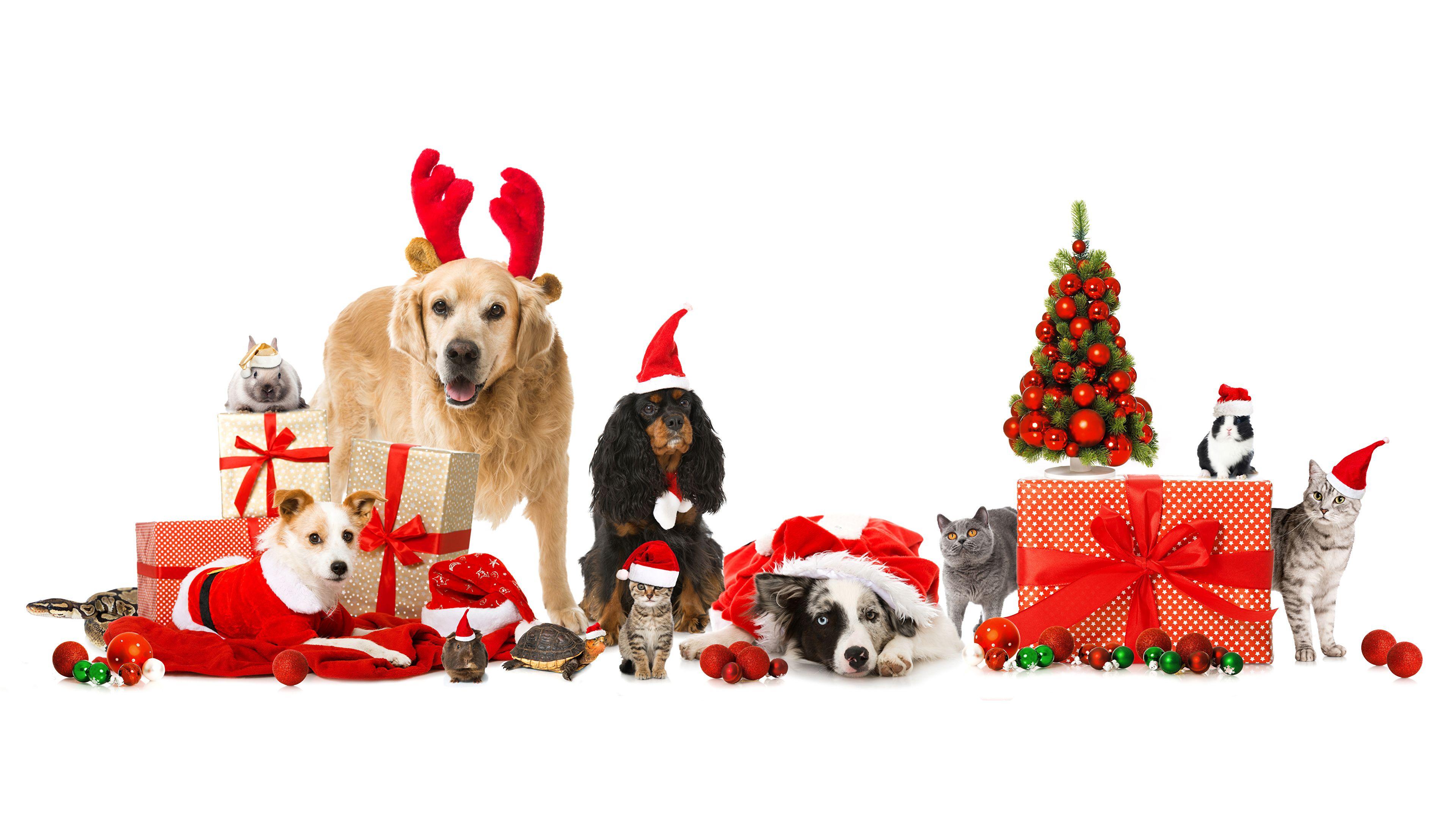 3840x2160 Desktop Wallpaper Border Collie Cats Dogs New year Winter