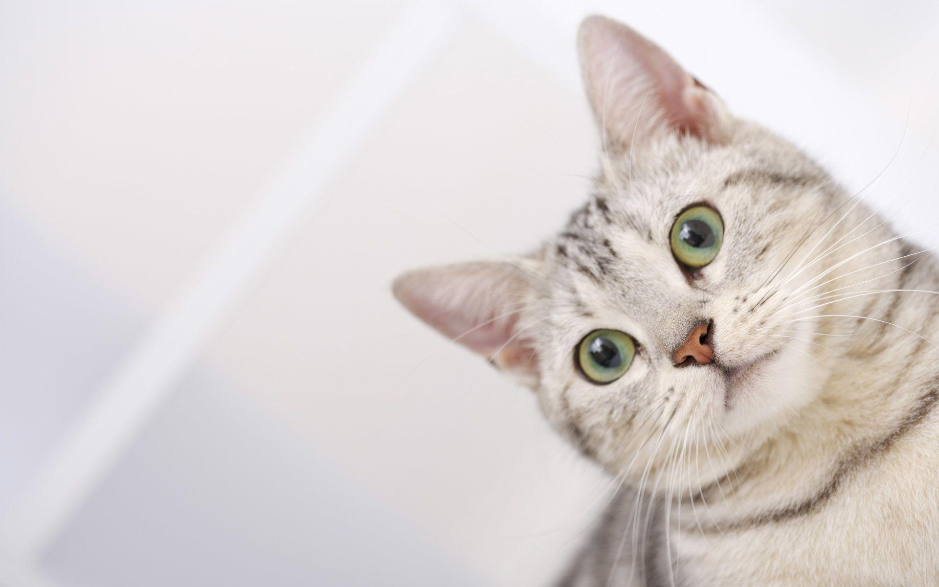 1920x1200 Reading Cats Computer Wallpaper