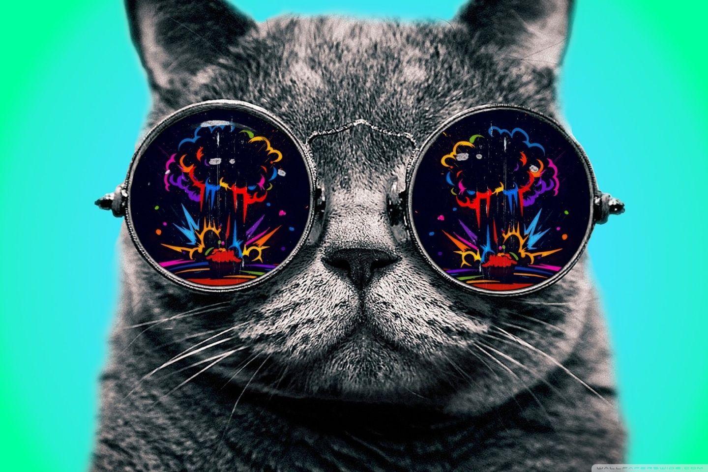 1440x960 Classic Cat Wallpaper