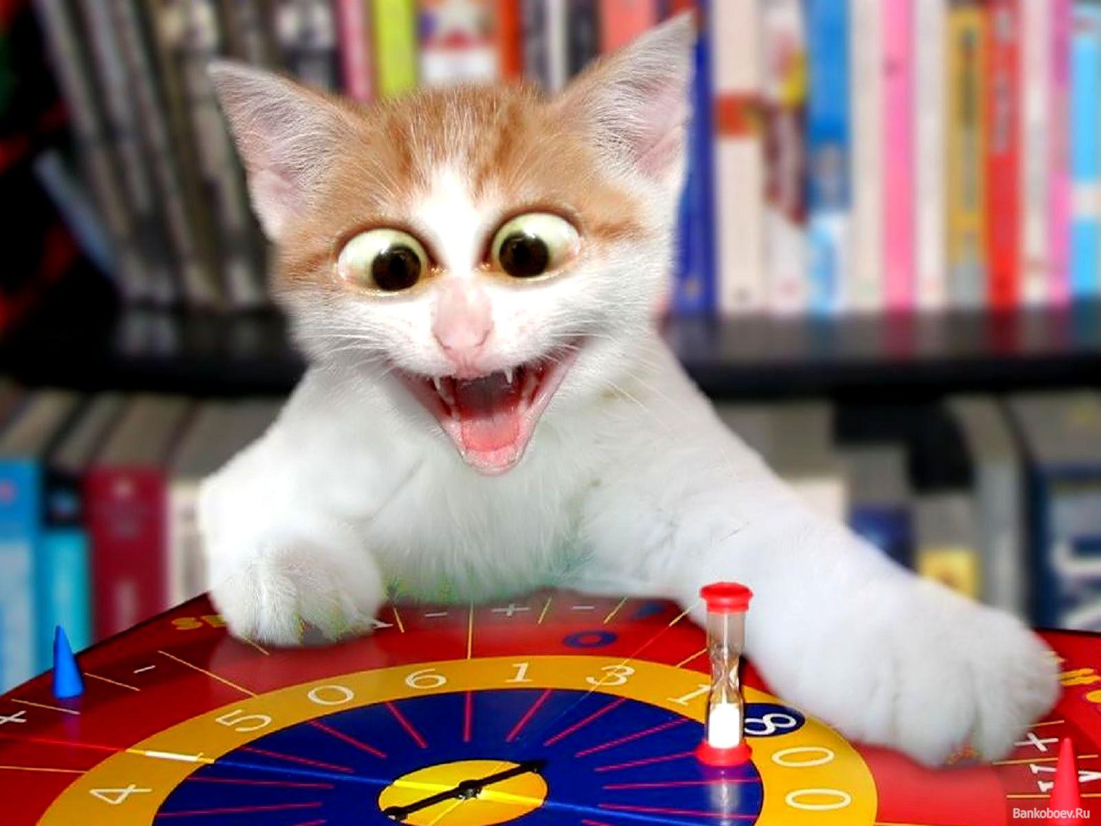 1600x1200 Free download Crazy Cat Wallpaper Best Funny Wallpaper